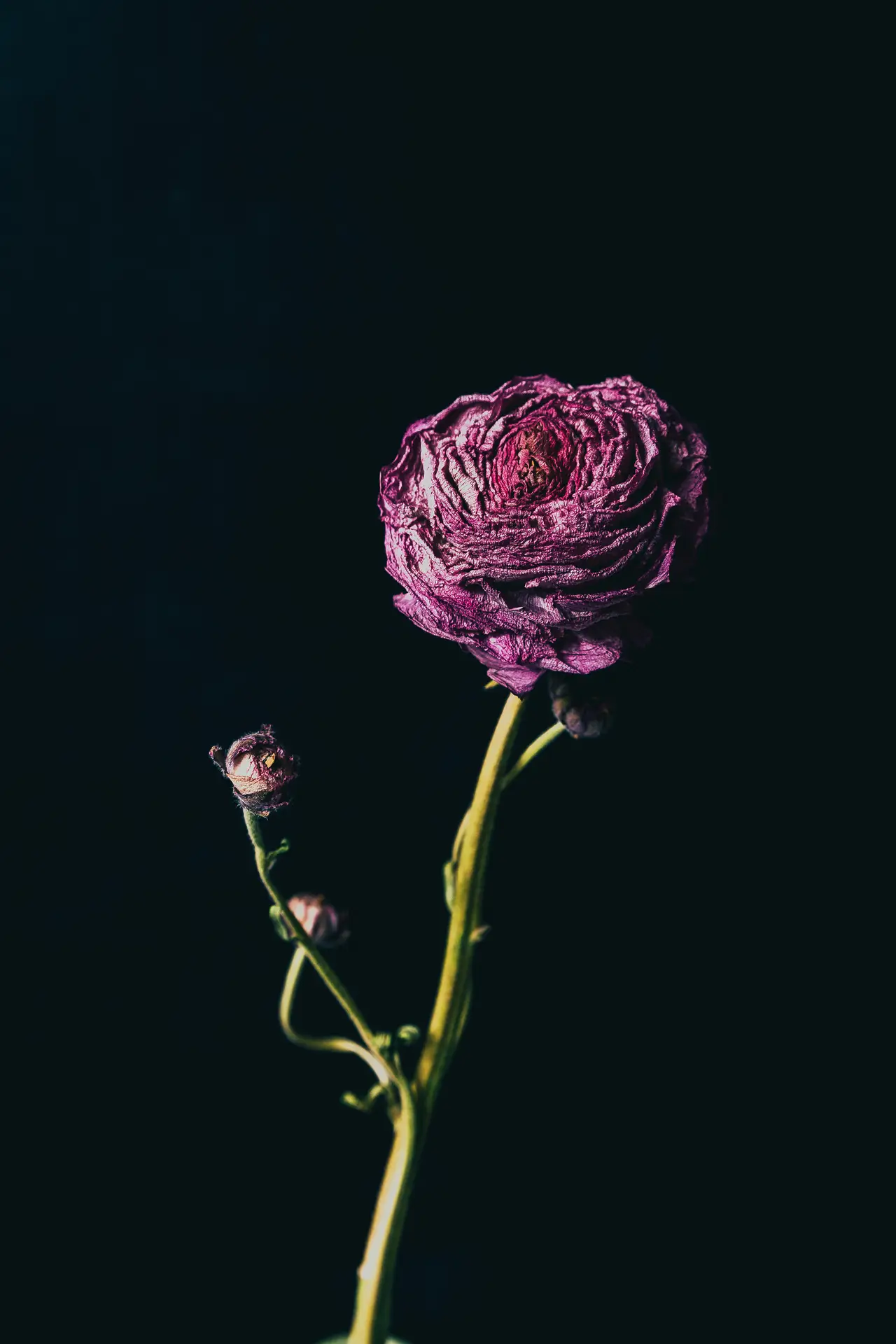 Blumen Grollitsch Blüte