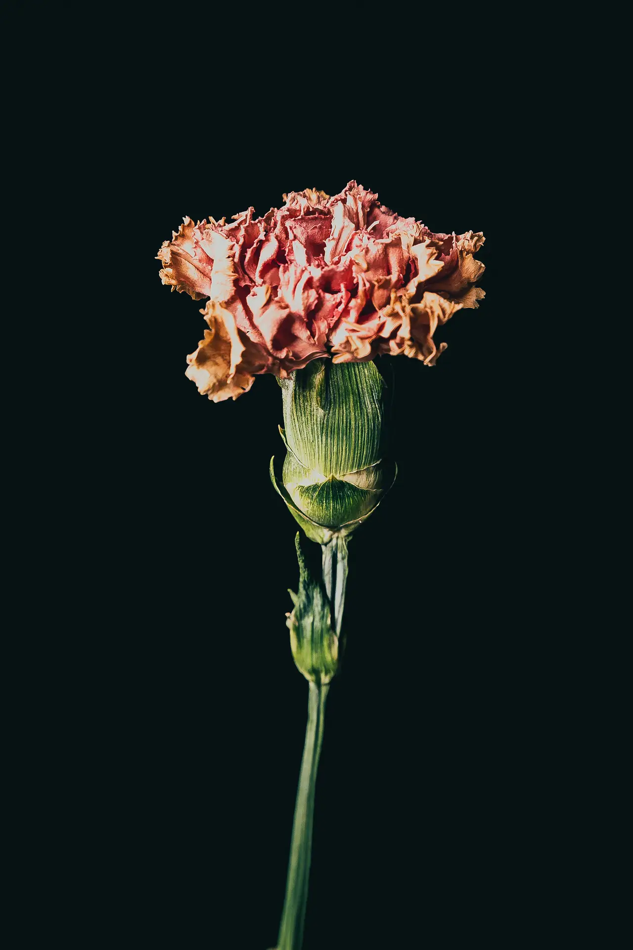 Blumen Grollitsch Blume